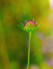 Knautia arvensis, a beautiful meadow flower