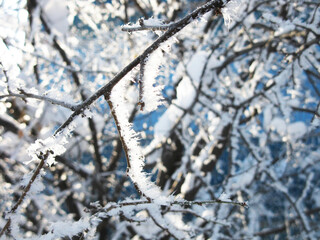 Tree on a winter morning