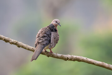 Close up  photo of a wild spotted dove bird.spotted dove (Spilopelia chinensis) is a small long-tailed pigeon that is a common and native to the Indian subcontinent and in Southeast Asia.