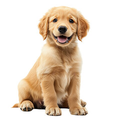 Adorable golden retriever puppy sitting isolated on transparent background 