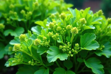 Dense green horseradish shrubs in garden foliage, nature, shrub