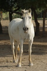 white adult Camargue horse