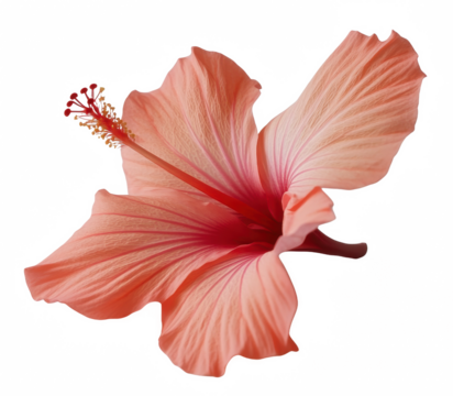 A single pink flower with a red center. The flower is the only thing in the image. The flower is the main focus of the image