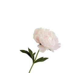 A single pink flower with a green stem. The flower is the main focus of the image and is the only object visible