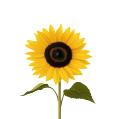 Obraz premium A yellow sunflower with a black center. The flower is the main focus of the image, and it is surrounded by a white background. The sunflower is a symbol of happiness and warmth