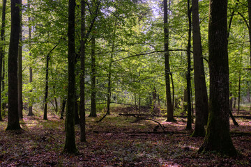 Summertime deciduous forest with broken old trees