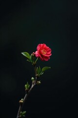Tiny green stem with a single red cherry blossom against a dark background, tiny green stem, branches, cherry blossom