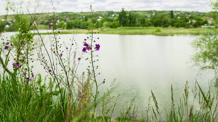 Wild grass grows around a small lake