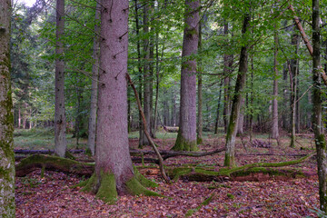 Summertime deciduous forest with broken old trees
