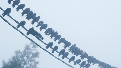 Flock of pigeons sits on a power line in the fog