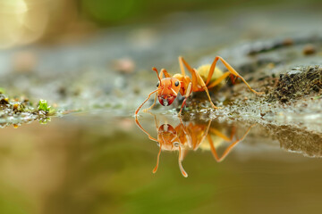 Naklejka premium An ant reflected in a puddle of water, with its legs touching the surface as it drinks.