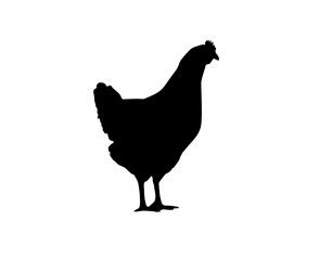 chicken black forces on a white background,