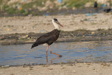Asian Woolly-necked Stork close-up. The Asian Woolly-necked Stork is a striking bird with a distinctive woolly neck and black plumage.