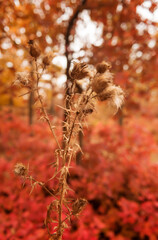 Fototapeta premium close up of thistle against autumn landscape background