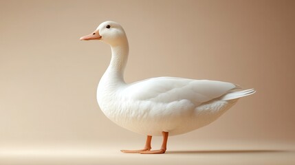 Obraz premium white duck isolated on transparent background