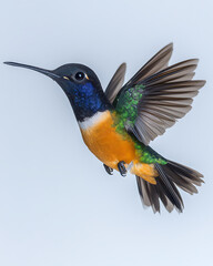 Fototapeta premium Colorful hummingbird mid-flight, showcasing vibrant blue, green, and orange plumage against a soft, muted backdrop.