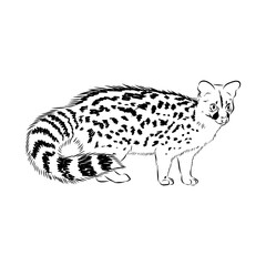 Vector illustration. Hand drawn realistic sketch of asian palm civet or toddy cat.