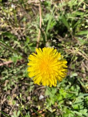 Dandelion in the field