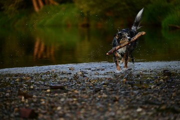 Abendspaziergang mit Hund am Fluss. Schöner Hütehund spielt mit Stock am Wasser