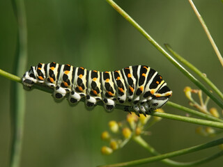 Closeup on a colorful caterpillar of the European swallowtail butterfly, Papilio machaon
