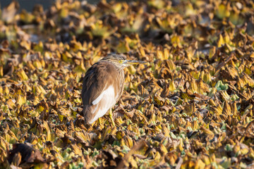 Indian Pond Heron (Ardeola grayii) perched close-up. The Indian Pond Heron is a small, stocky bird...