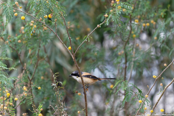 Long tailed shrike in the Leucaena retusa