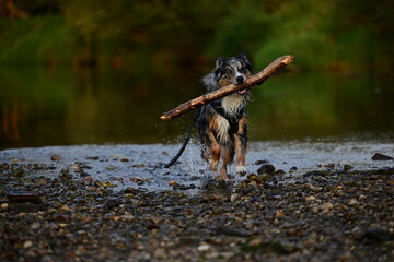 Abendspaziergang mit Hund am Fluss. Schöner Hütehund spielt mit Stock am Wasser