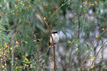 Long tailed shrike in the Leucaena retusa
