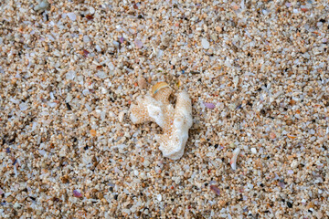Coral on the Sand Beach, Shining Under Sunlight, Creating a Relaxing and Tranquil Coastal Atmosphere.