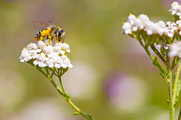 bee in yellow pollen on a background of white flowers. white wild flower Achillea millefolium and wild bee. honey bee collects nectar on yarrow flowers. close-up, bokeh, natural background