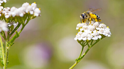 bee in yellow pollen on a background of white flowers. white wild flower Achillea millefolium and wild bee. honey bee collects nectar on yarrow flowers. close-up, bokeh, natural, macro photo