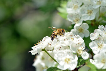 bee on a flowering tree. honey bees pollinating white blossoms of a pear tree. insect in nature, spring season. bee on the flowers of the orchard. close-up, macro photo. insects at work. spring time.