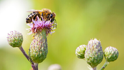 a bee on a pink thorny flower and collects nectar. close-up, of thorny purple thistle and bee...