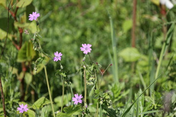 Summer blooms: pink wildflowers