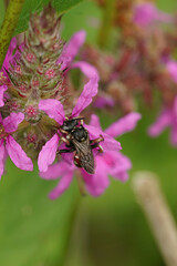 Closeup of the gorgeous, colorful cleptoparasite solitary bee, Epeoloides coecutiens drinking nectar