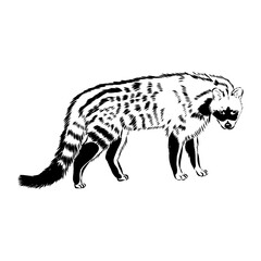 Vector illustration. Hand drawn realistic sketch of asian palm civet or toddy cat.