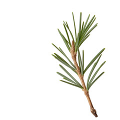 Fototapeta premium A slender green branch with a few brown spots is shown. The branch is thin and has a few brown spots on it, giving it a slightly weathered appearance