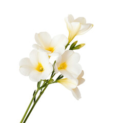 Fototapeta premium A single white flower with yellow petals. The flower is the only thing in the image