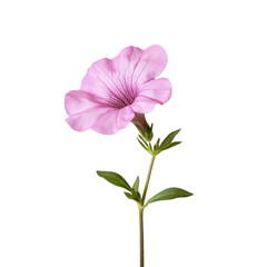 A single pink flower with a stem. The flower is the main focus of the image. The flower is in full bloom and is the only thing visible in the image