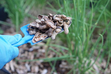 Close up hand hold shovel of peanut shell, food scraps  to make compost fertilizer for plants....