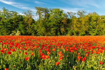 Fototapeta premium Field of common poppies in spring