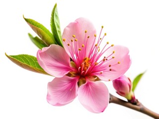 Obraz premium Elegant Pink Peach Blossom Closeup - Soft Petals & Green Leaves on White