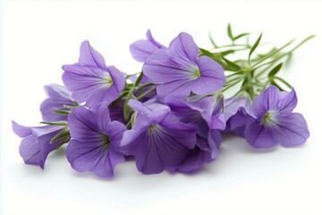 Obraz premium Purple flowers with delicate petals arranged beautifully on a white background