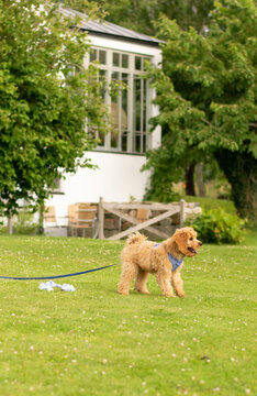 Cute cavapoo playing in the garden 