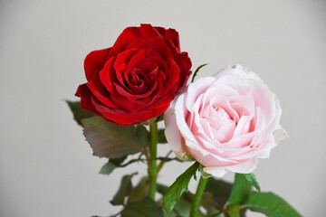 ピンクと赤のばら