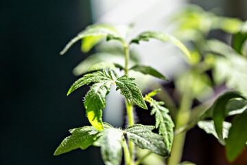 Young tomato seedling with green leaves in dewdrops, illuminated sunlight against dark background....