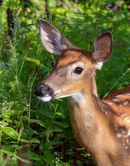 Fototapeta premium cervatillo de color marrón claro, con manchas blancas visibles en su pelaje. El cervatillo está de pie sobre un camino de tierra,