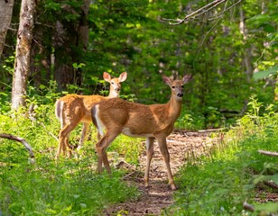 cervatillo de color marrón claro, con manchas blancas visibles en su pelaje. El cervatillo está de pie sobre un camino de tierra,