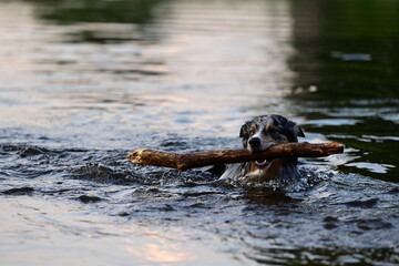 Stöckchen holen im Wasser. Schöner bunter Hund schwimmt im Fluss mit Stock im Maul