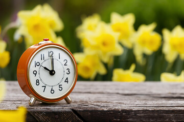 Alarm clock with daffodil flowers in spring. Spring forward, springtime or daylight savings time banner background.